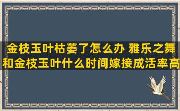 金枝玉叶枯萎了怎么办 雅乐之舞和金枝玉叶什么时间嫁接成活率高